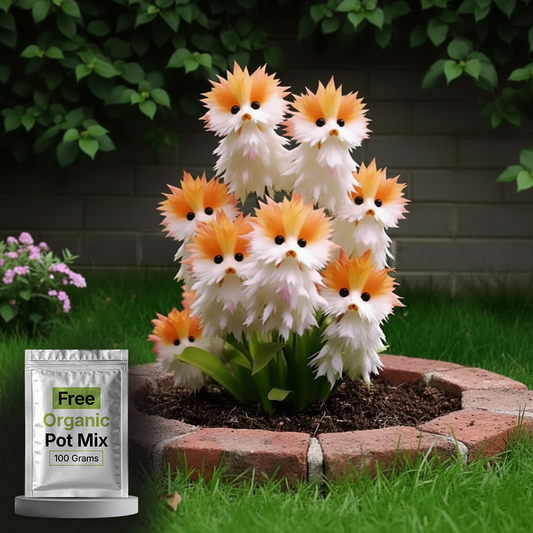Cat Eye Dazzle Seeds and Free Organic Pot Mix 100 Grams