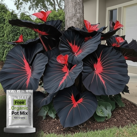 Black Hosta Seeds + 100 grams Organic Pot mix Free