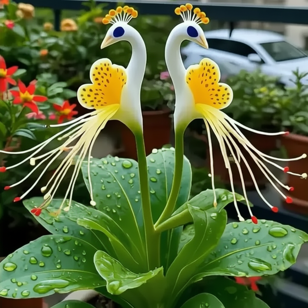 Vibrant Peacock Flower Seeds