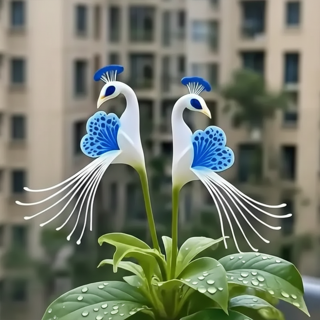 Vibrant Peacock Flower Seeds