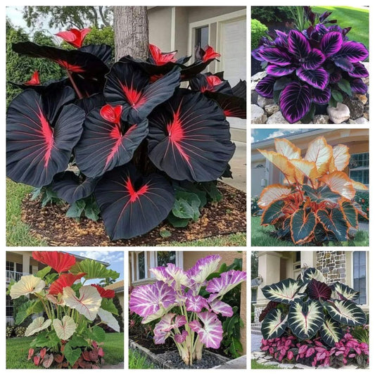 🔥🖤Flame Black Red Rare Hosta Flower Seeds + Plant Growth Serum Free 🎁