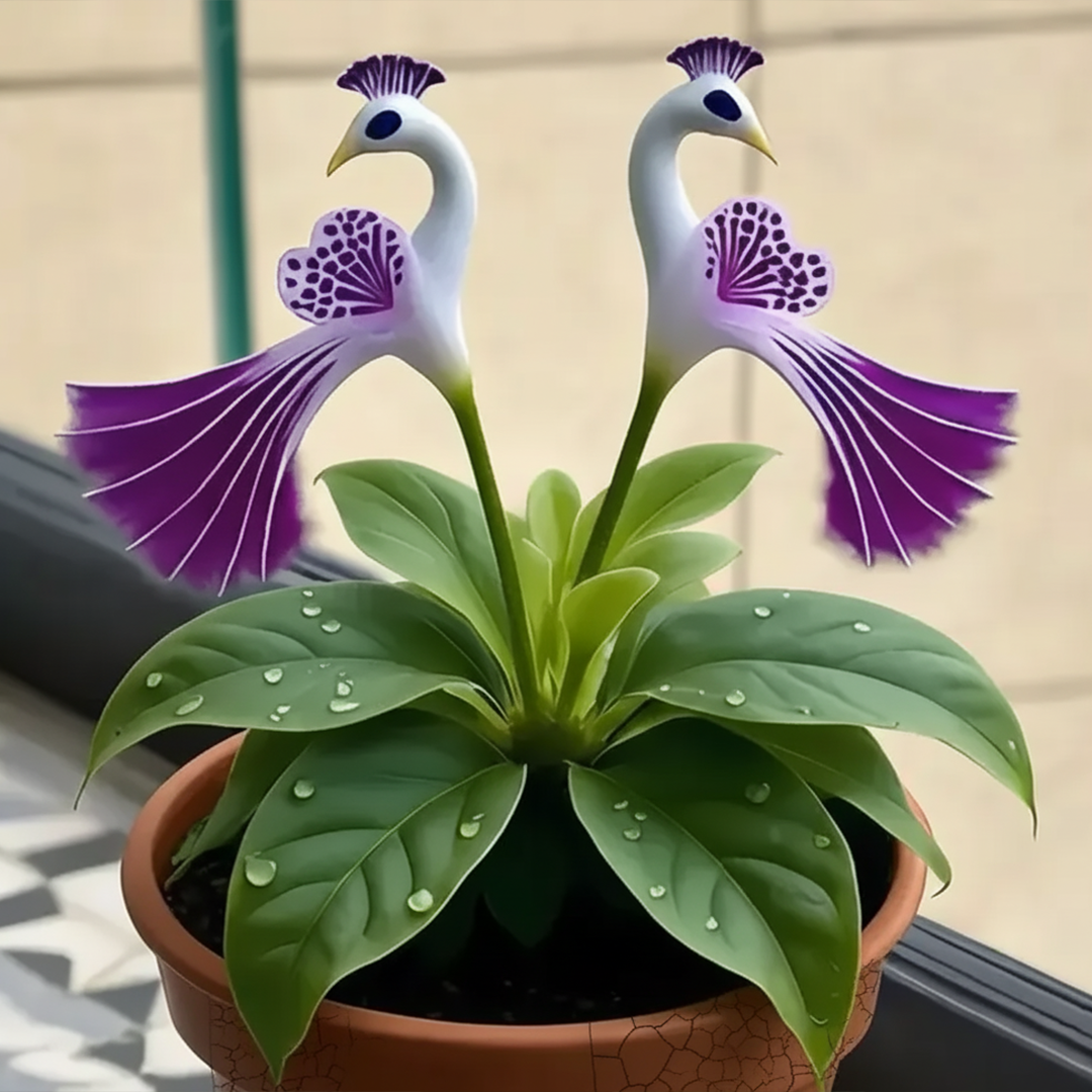 Vibrant Peacock Flower Seeds