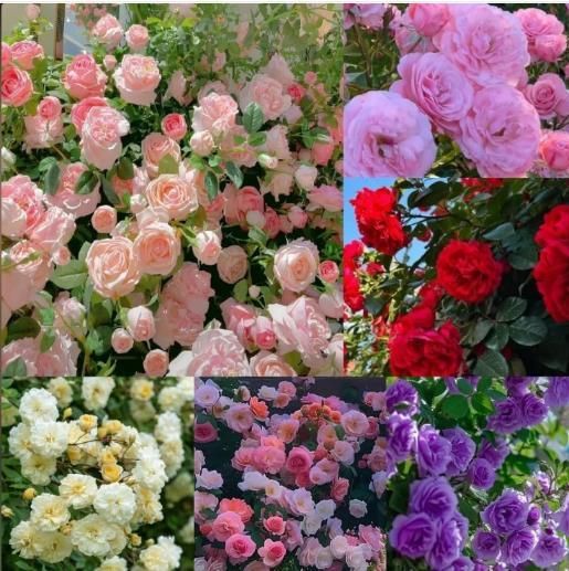 Elegant Climbing Rose Flower Seeds