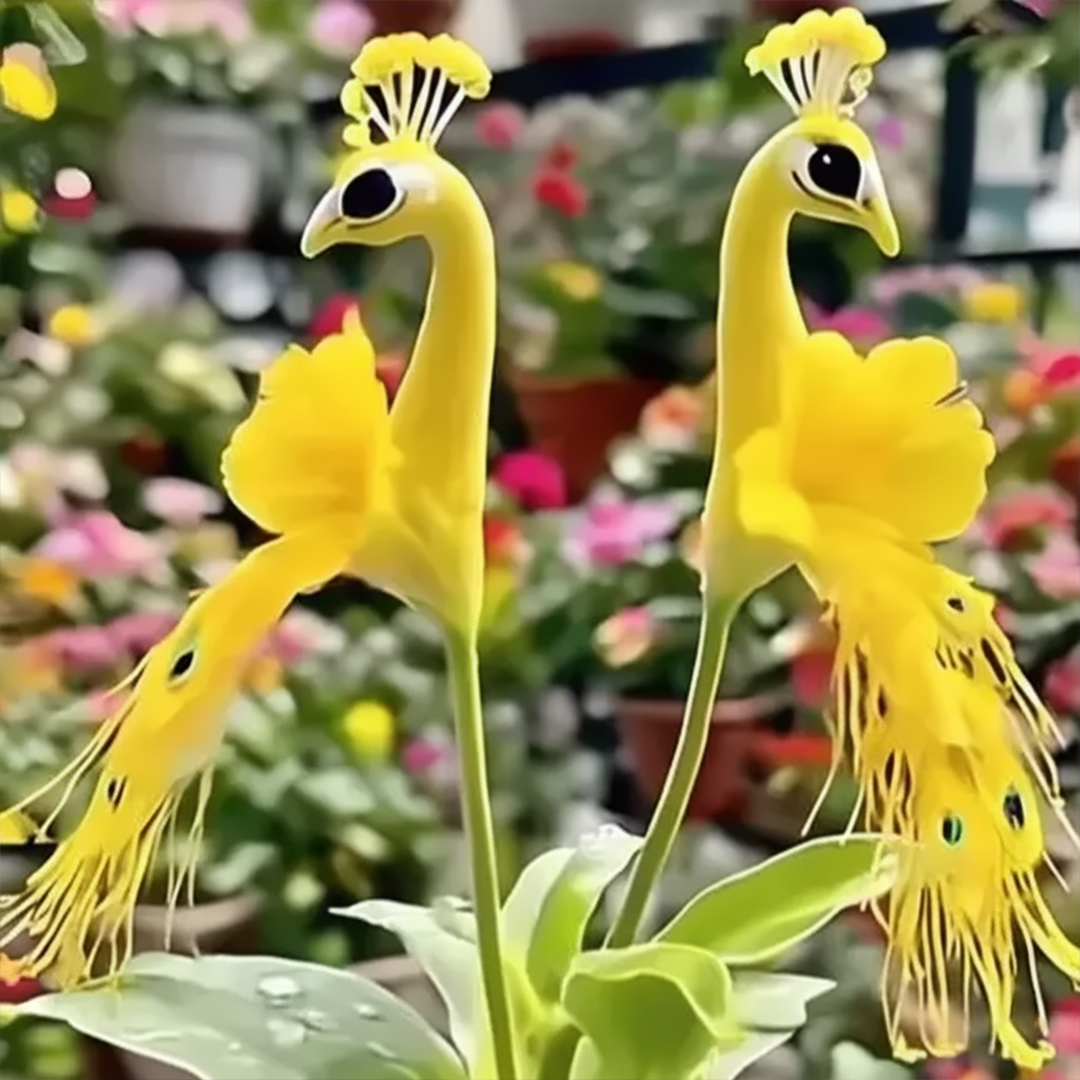 Vibrant Peacock Flower Seeds