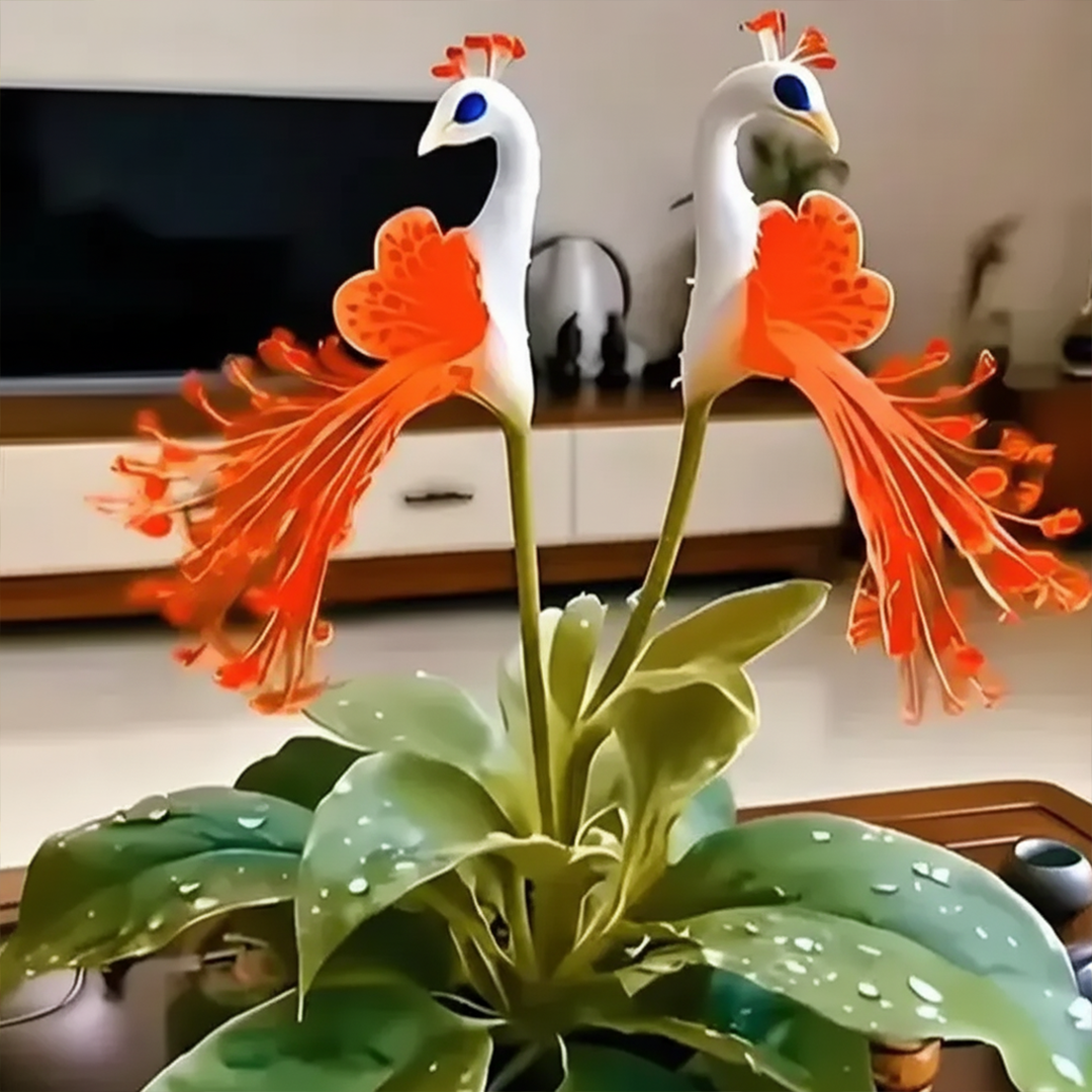 Vibrant Peacock Flower Seeds